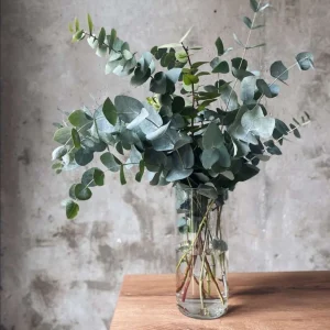 اسانس اکالیپتوس خوراکی