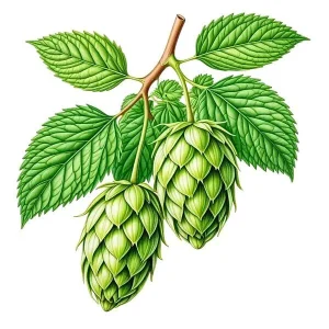 اسانس رازک خوراکی